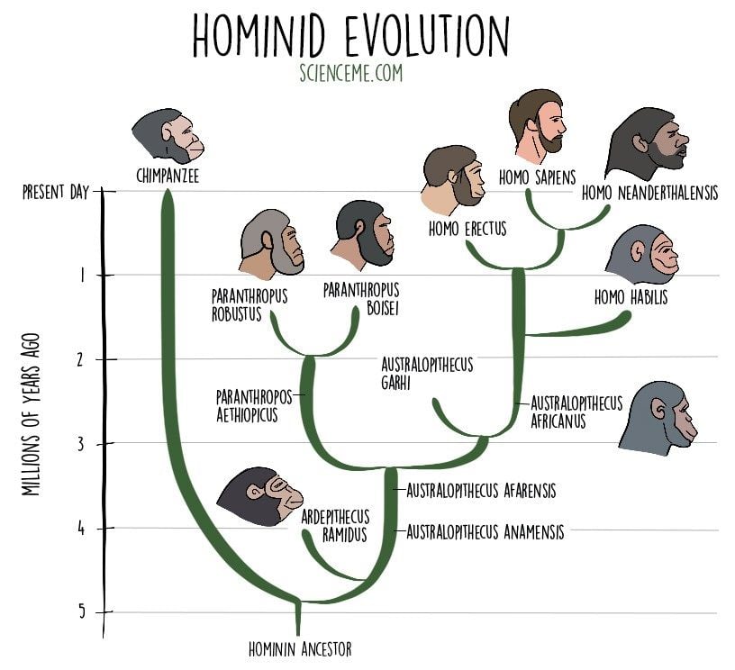 hominid evolution