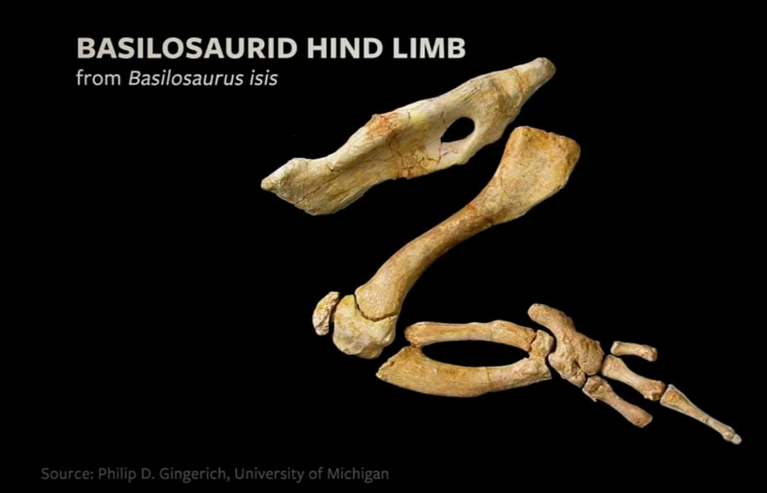 Basilosaurid Hind Limb