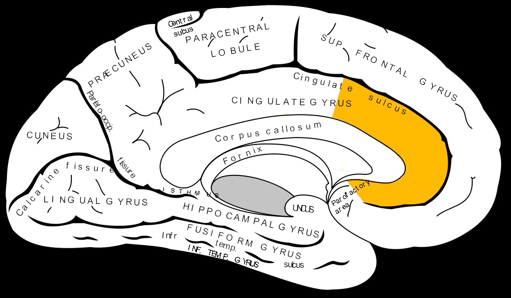 Anterior-cingulate cortex part of the brain. 