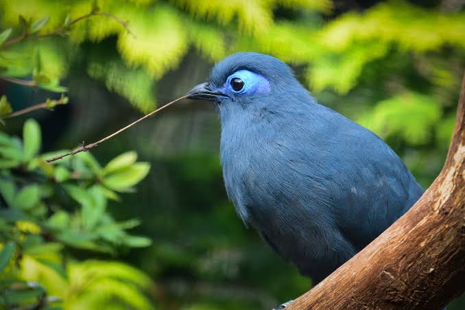 blue coua bird